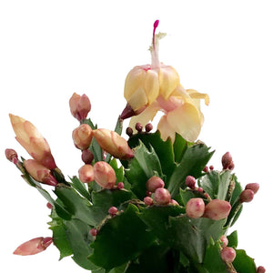 Zygo Cactus, 4in, Schlumbergera Truncata