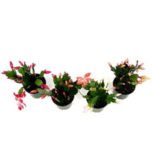 Load image into Gallery viewer, Zygo Cactus, 4in, Schlumbergera Truncata
