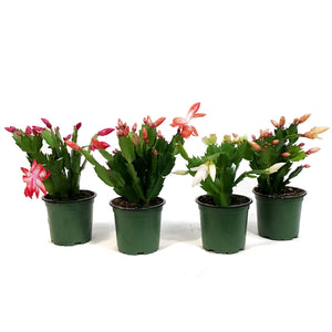 Zygo Cactus, 4in, Schlumbergera Truncata