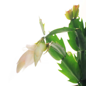 Zygo Cactus, 4in, Schlumbergera Truncata