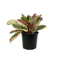 Peperomia, 4in, Ginny