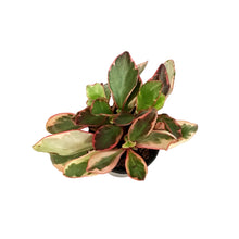 Load image into Gallery viewer, Peperomia, 4in, Ginny
