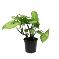 Syngonium, 4in, White Butterfly