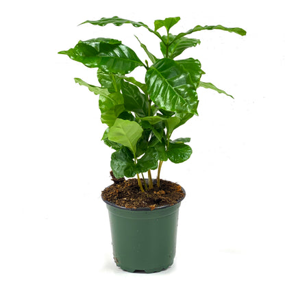 Coffee Plant, 4in