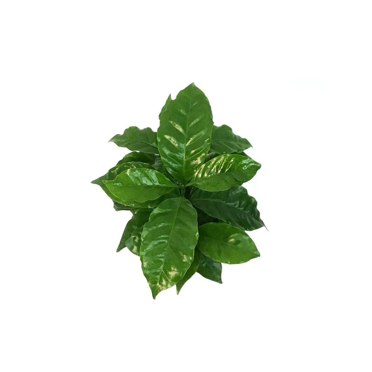 Coffee Plant, 4in