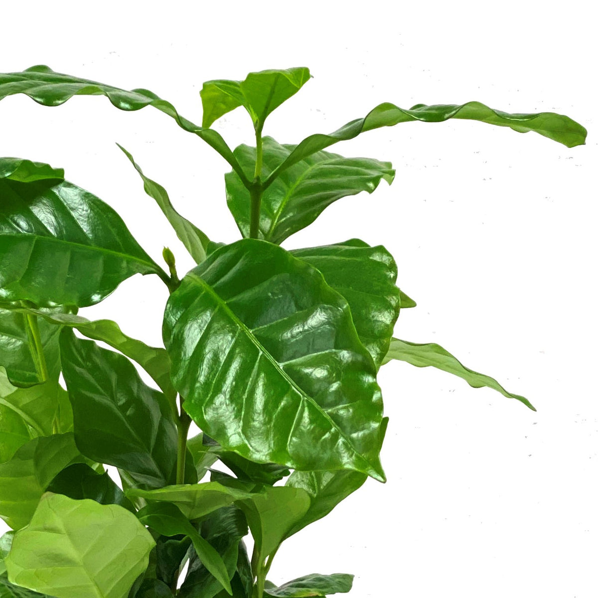 Coffee Plant, 4in