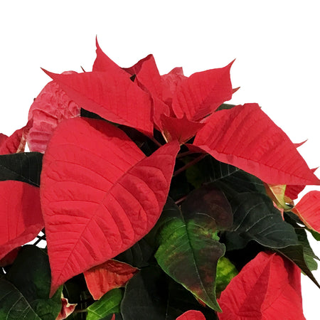Poinsettia, 8in, Red