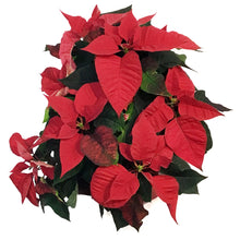 Load image into Gallery viewer, Poinsettia, 8in, Red
