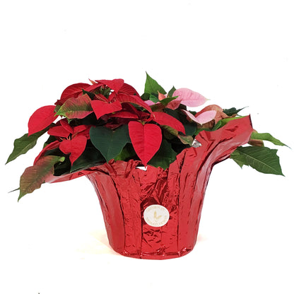 Poinsettia, 10in, Tricolor