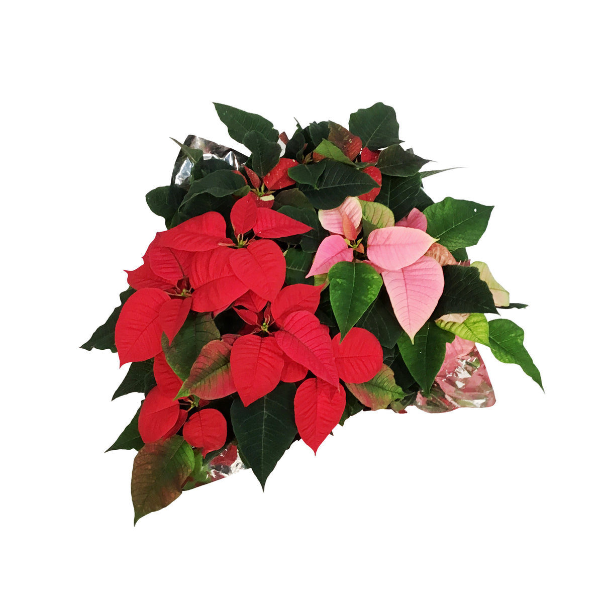 Poinsettia, 10in, Tricolor