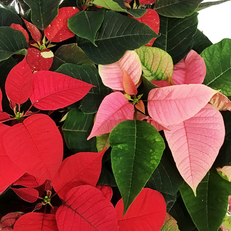 Poinsettia, 10in, Tricolor