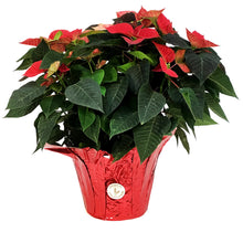 Load image into Gallery viewer, Poinsettia, 10in, Red
