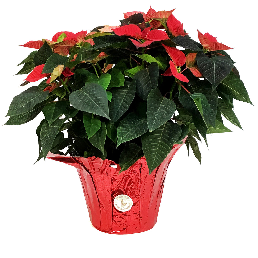 Poinsettia, 10in, Red