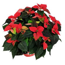 Load image into Gallery viewer, Poinsettia, 10in, Red
