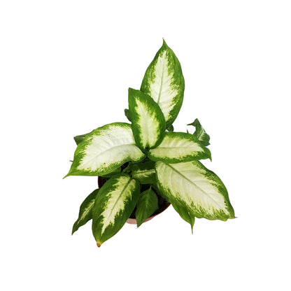 Dieffenbachia, 6in, Camille