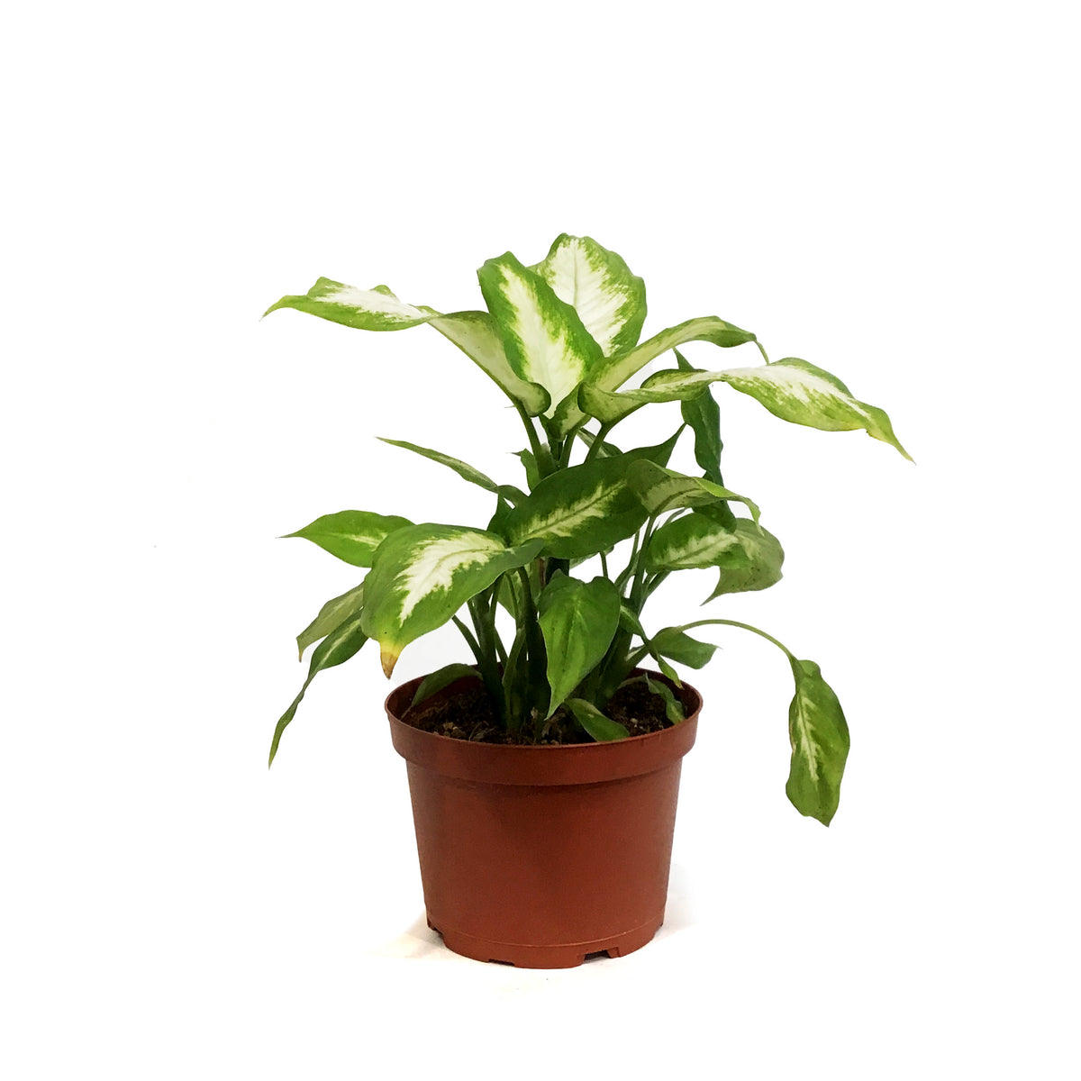 Dieffenbachia, 6in, Camille