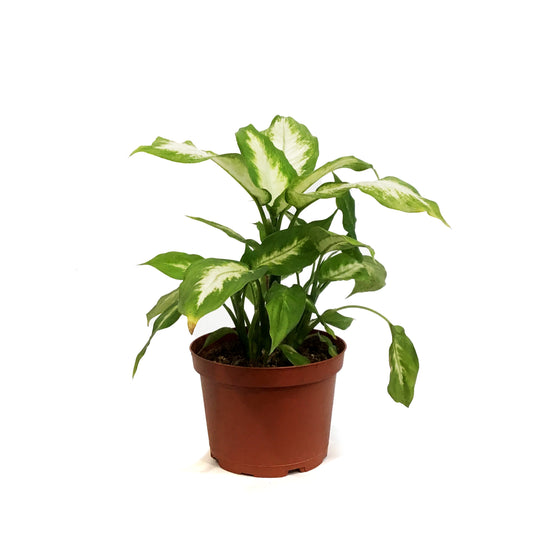 Dieffenbachia, 6in, Camille
