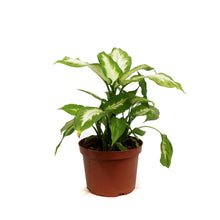 Load image into Gallery viewer, Dieffenbachia, 6in, Camille
