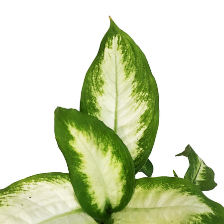 Dieffenbachia, 6in, Camille