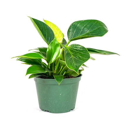 Philodendron, 6in, Birkin