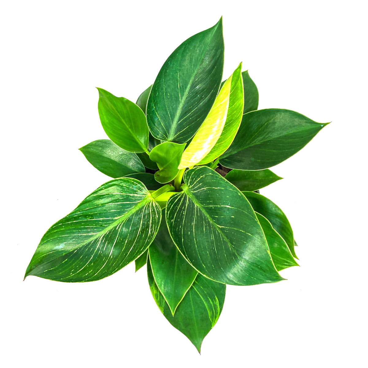 Philodendron, 6in, Birkin