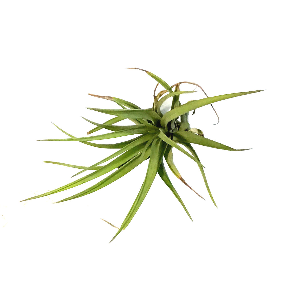 Tillandsia Brachycaulous abdita, 4", Medium