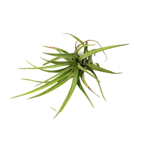 Tillandsia Brachycaulous abdita, 3"