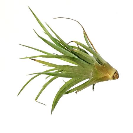 Tillandsia Brachycaulous abdita, 4", Medium
