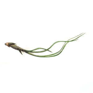Tillandsia Butzii, 5-6"