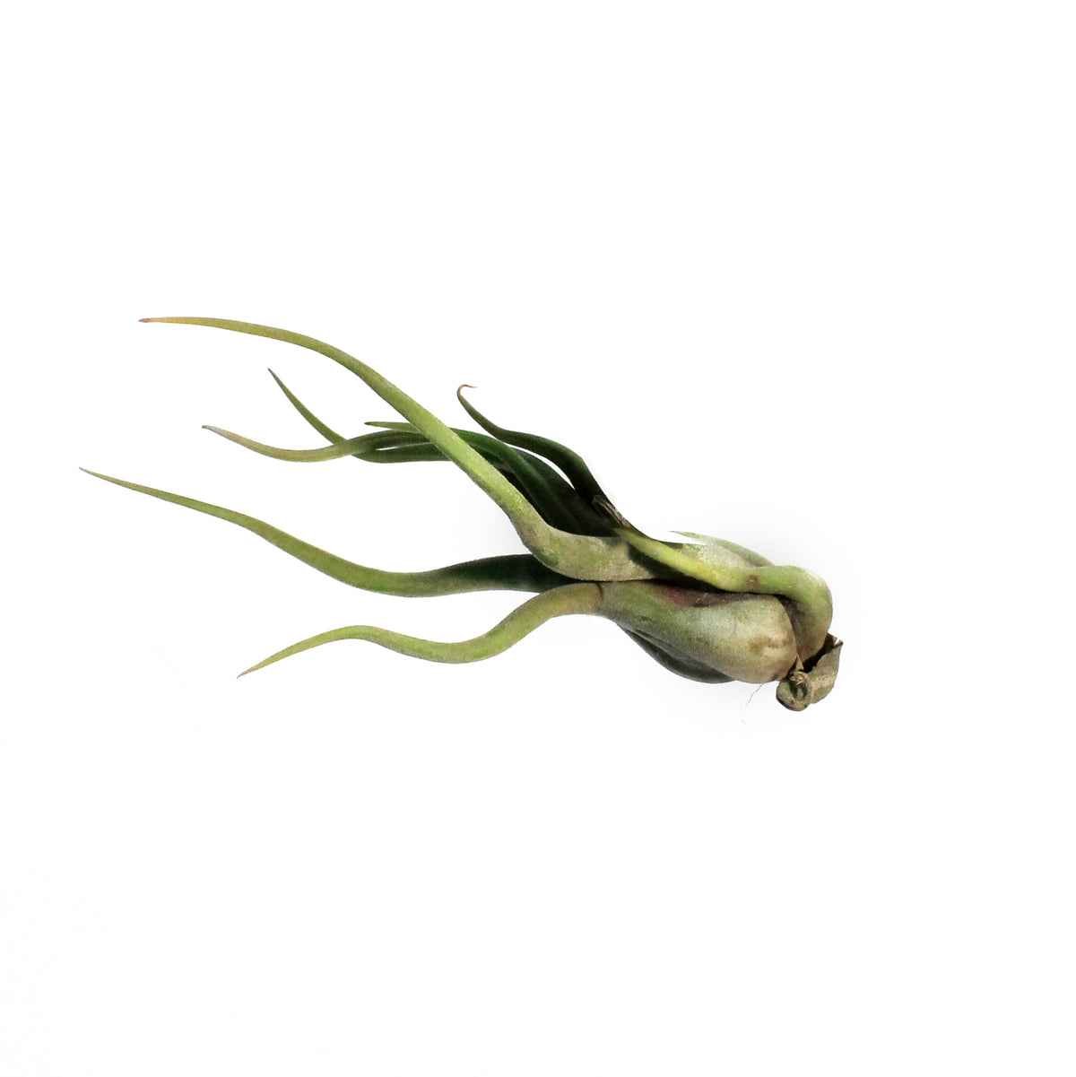 Tillandsia Caput medusae, Medium, 6-7"