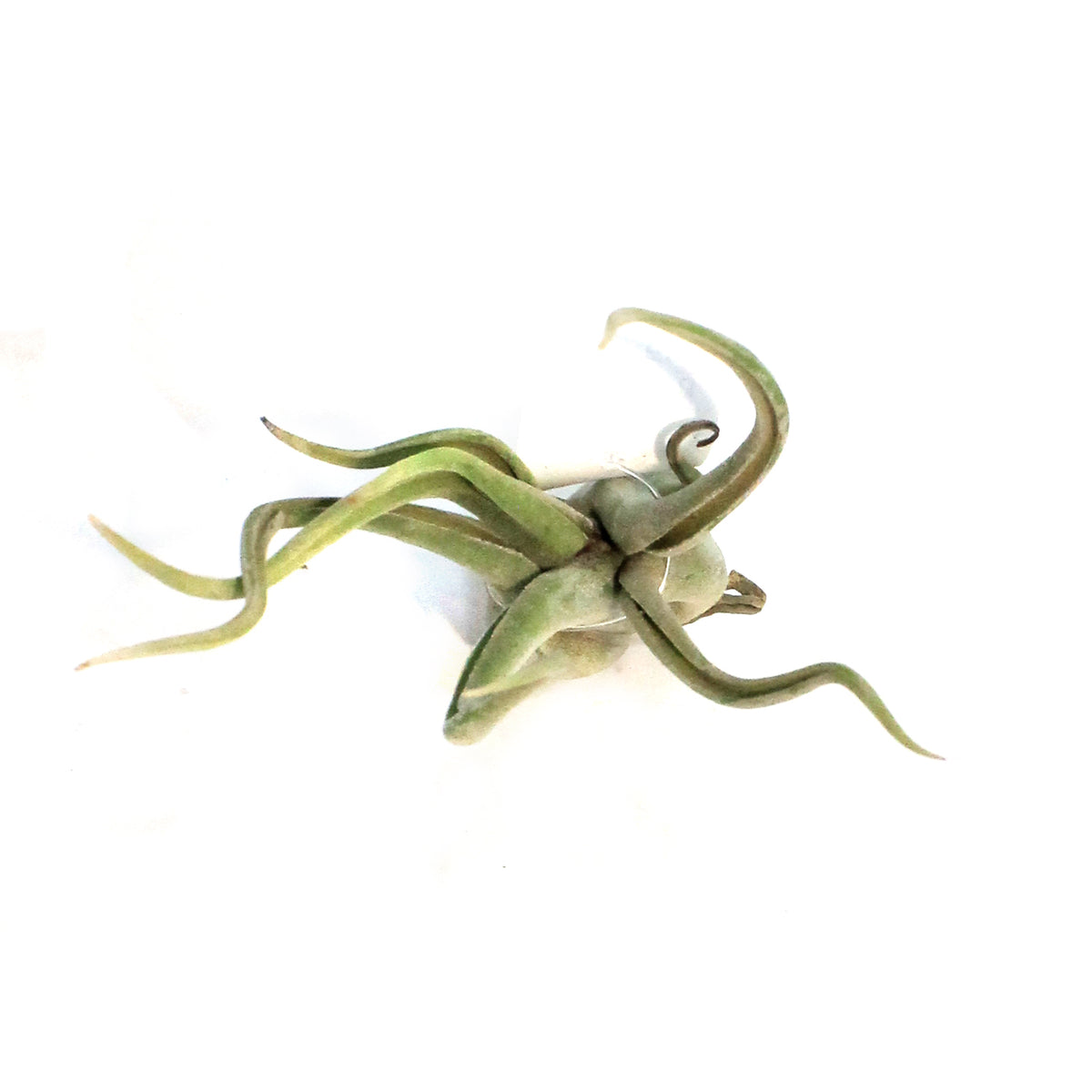 Tillandsia Caput medusae, Medium, 6-7"