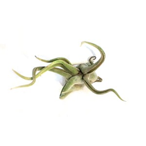 Tillandsia Caput medusae, Medium, 6-7"