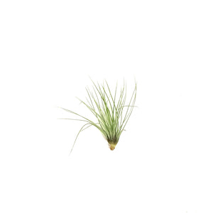 Tillandsia Filifolia, 3"