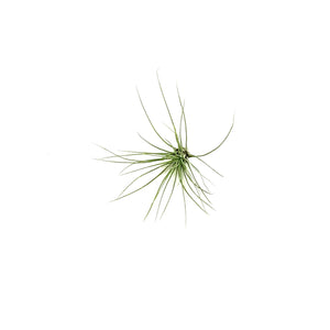 Tillandsia Filifolia, 3"