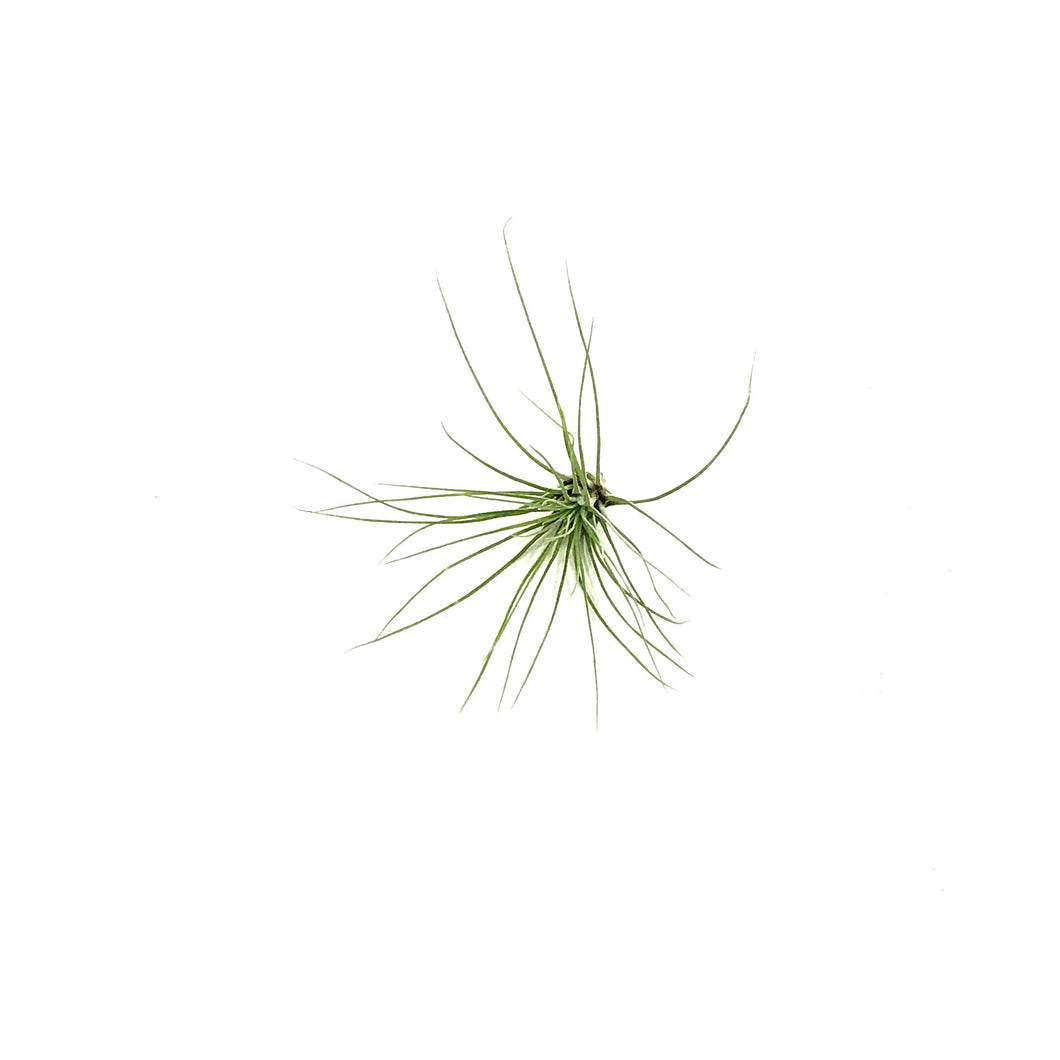 Tillandsia Filifolia, 3