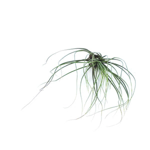 Tillandsia Juncifolia,5.5" ht