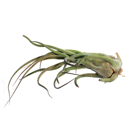 Tillandsia Seleriana, 5"ht.