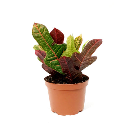 Croton, 6in, Excellent