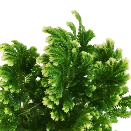 Fern, 2.5in, Frosty