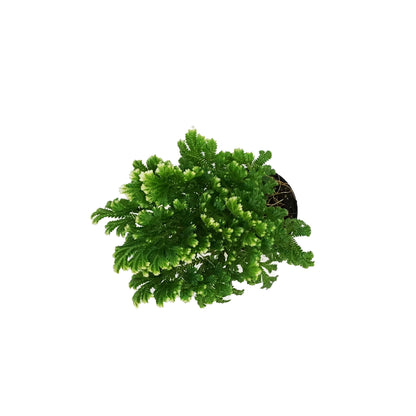 Fern, 2.5in, Frosty