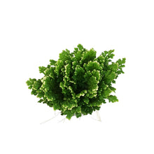 Load image into Gallery viewer, Fern, 4in, Frosty
