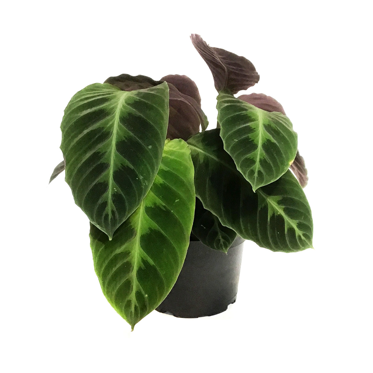 Calathea, 6in, Warscewiczii