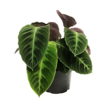 Load image into Gallery viewer, Calathea, 6in, Warscewiczii
