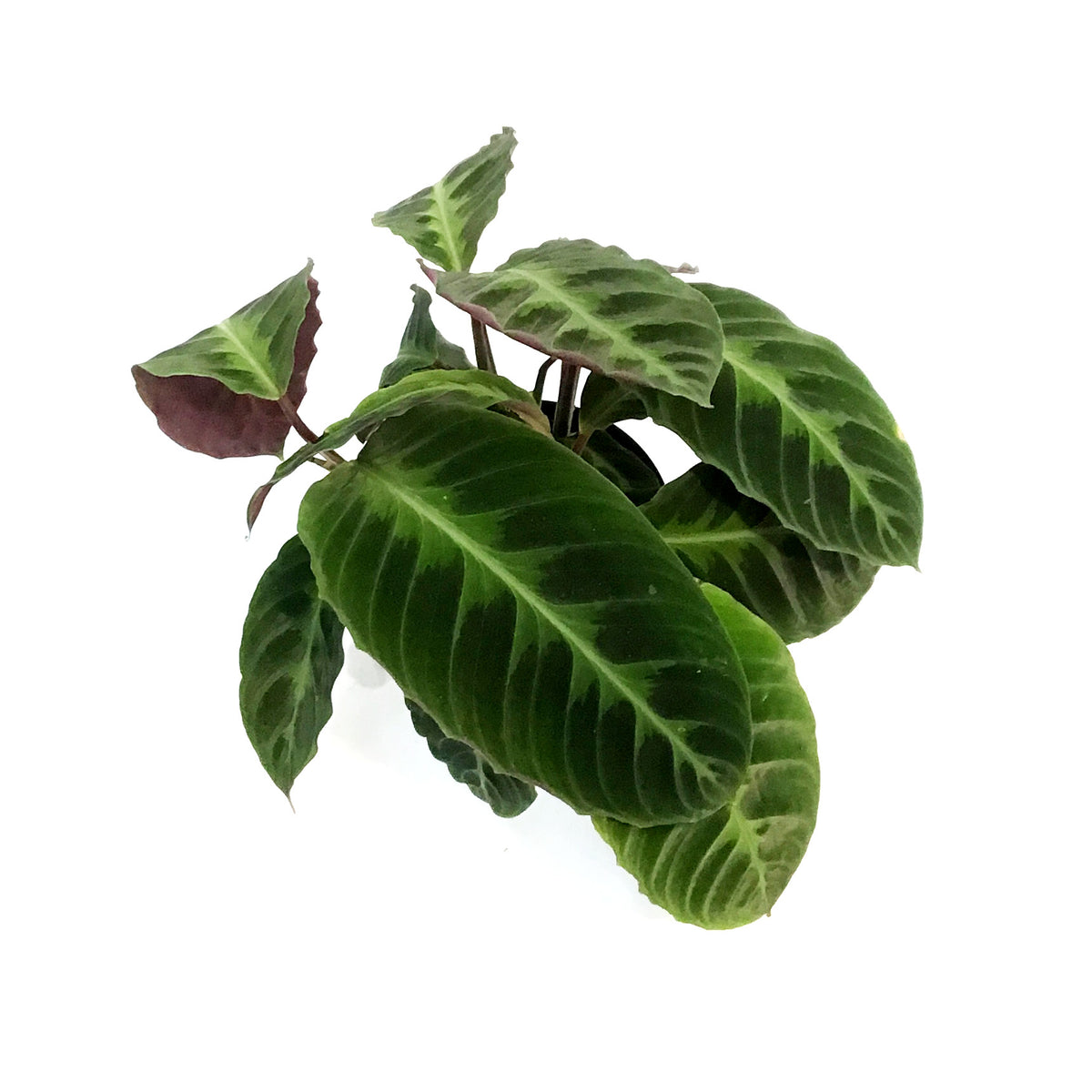 Calathea, 6in, Warscewiczii