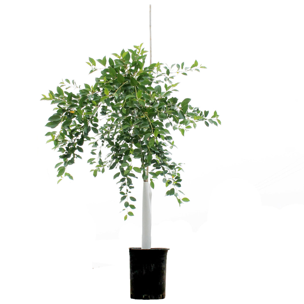 Cherry, 5 gal, Crimson Passion Tree Form