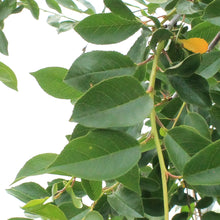 Load image into Gallery viewer, Cherry, 5 gal, Crimson Passion Tree Form

