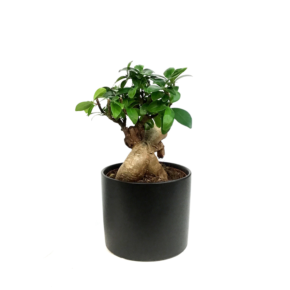 Bonsai, 5in, Ficus Ginseng in Ceramic Pot