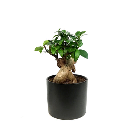 Bonsai, 5in, Ficus Ginseng in Ceramic Pot