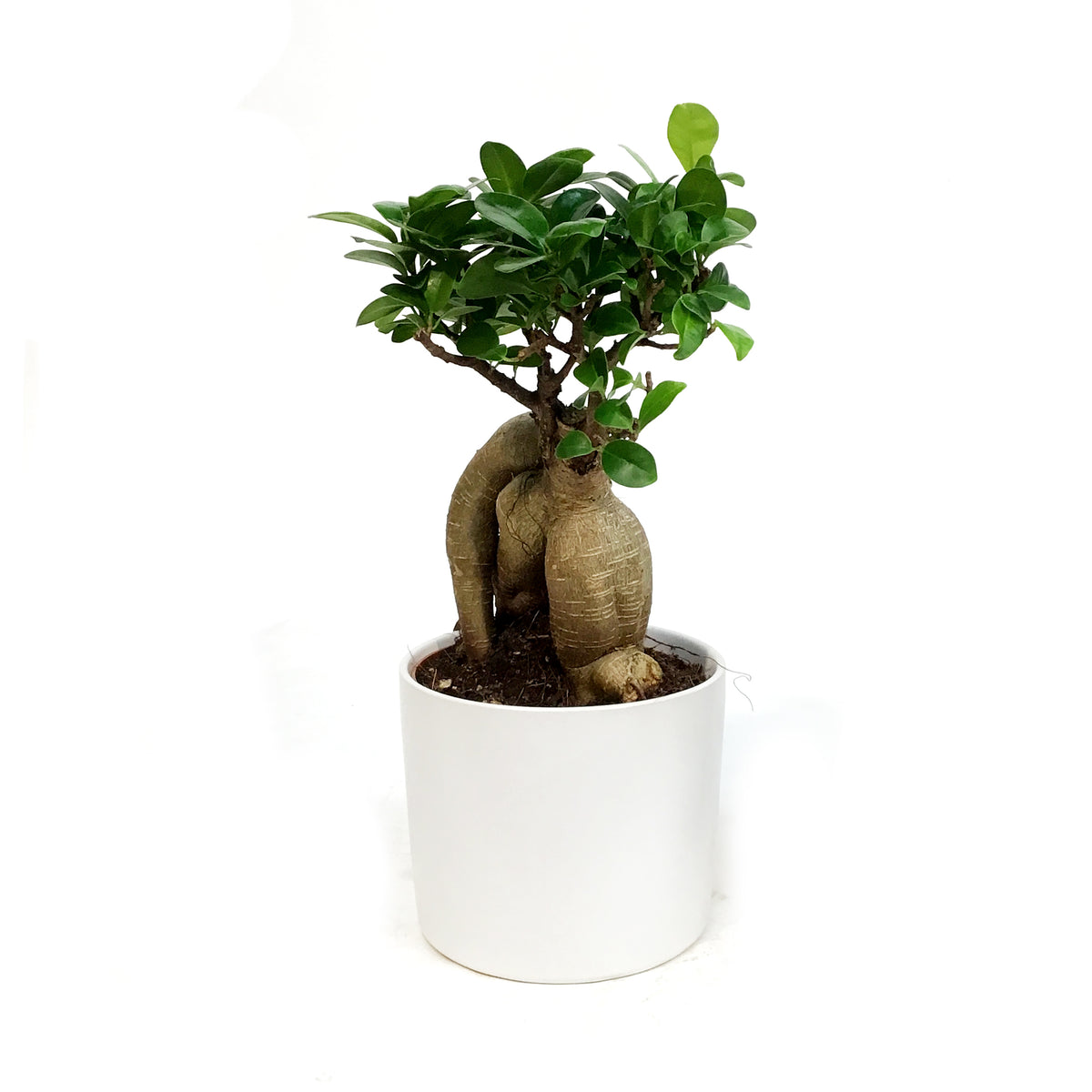 Bonsai, 5in, Ficus Ginseng in Ceramic Pot