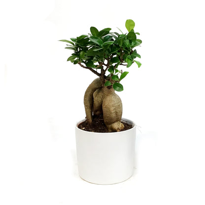 Bonsai, 5in, Ficus Ginseng in Ceramic Pot